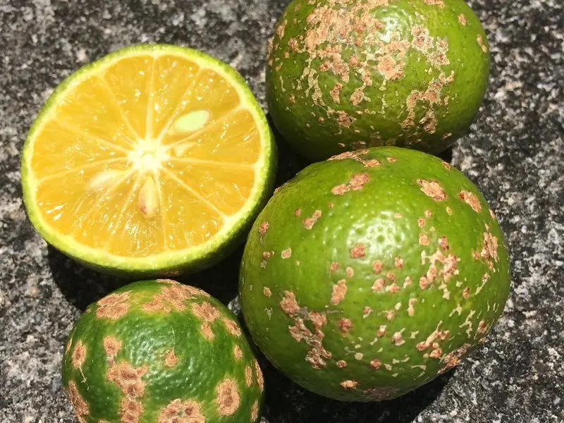 Bergamot