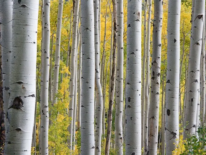 Birch