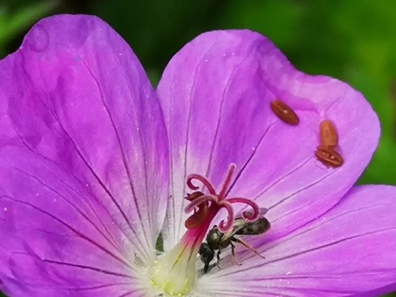 Geranium