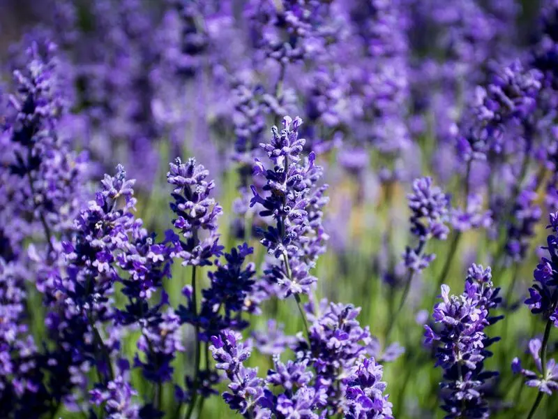 Lavender