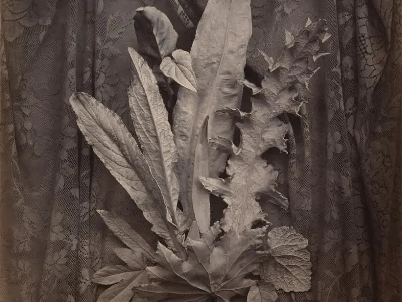 Tobacco