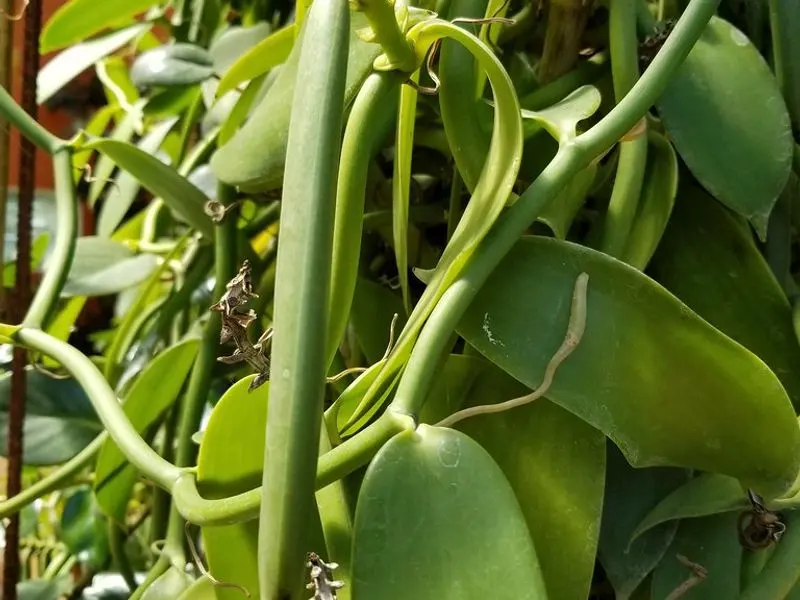 Vanilla